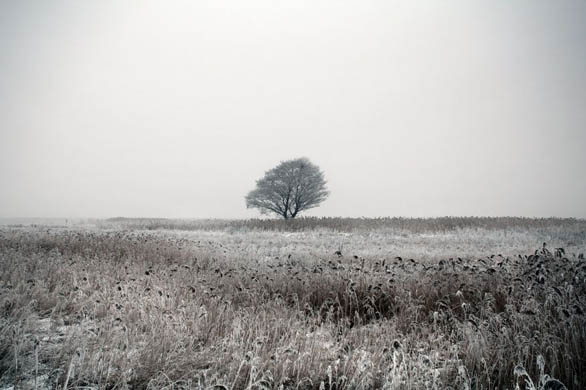 A tree and bushes covered with snow and frozen fog