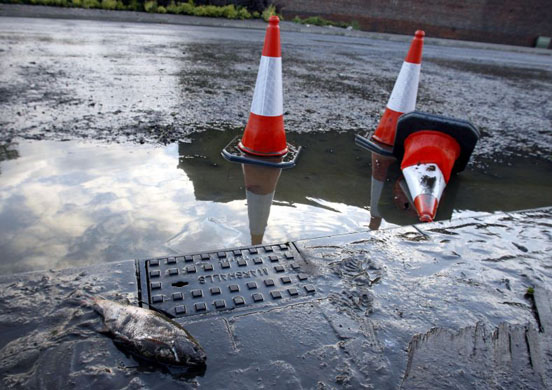 A carp lies dead on the side of the road after flooding hit Sheffield