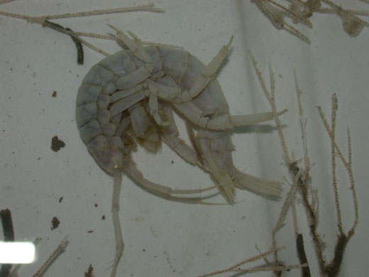 Giant amphipod