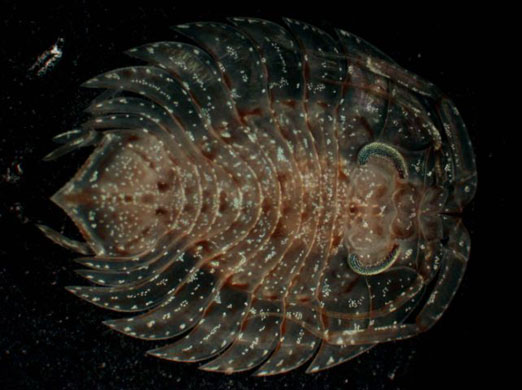 ceratoserolis