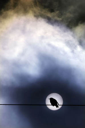 A starlet sits on a power line as storm clouds roll across the sky