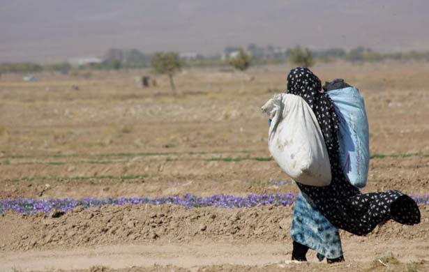 Saffron pickers