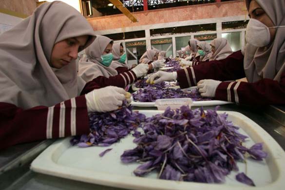 Saffron pickers