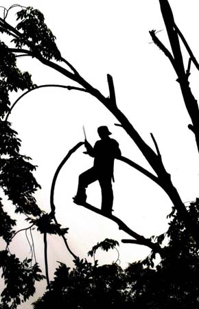A worker cuts a tree branch