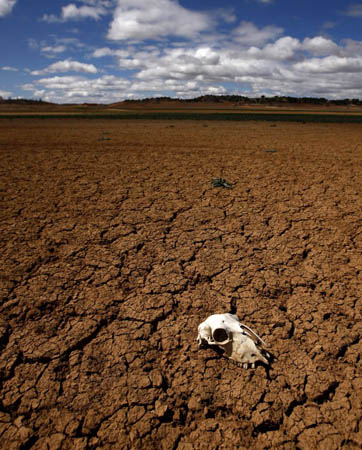 Cuenca, Spain: The skull of an animal in Alarcon's reservoir