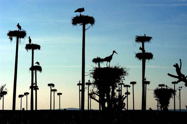 Caceres, Spain: Storks in their nests on prefabricated posts