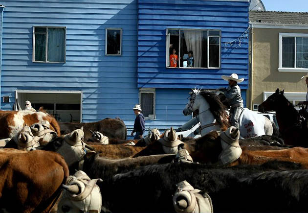 Daly City, US: People watch from their windows as cowboys move a cattle drive at the start of the Grand National Rodeo Horse and Stock Show