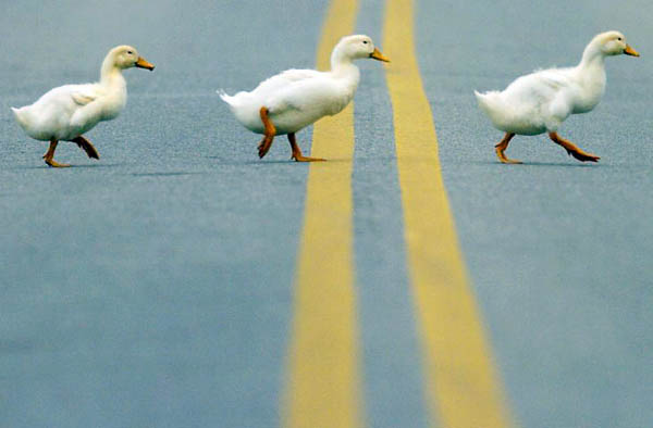 Columbus, US: Ducks cross a road after escaping from a farm