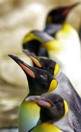Singapore: King Penguins in an enclosure at the Singapore Bird Park