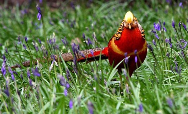 London, UK: A golden pheasant sits amongst bluebells in Kew Gardens