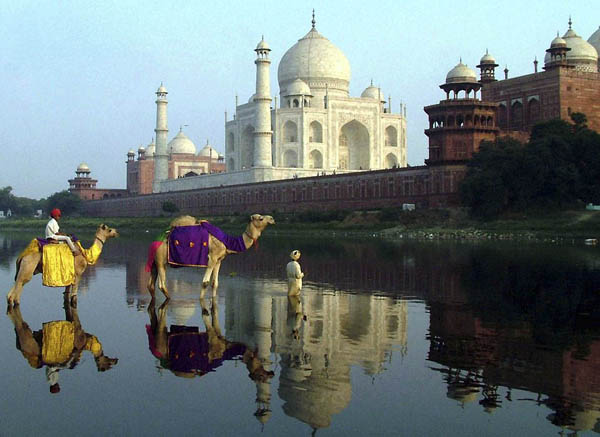 Agra, India: Camels stand in the river Yamuna. The Taj Mahal can be seen in the background