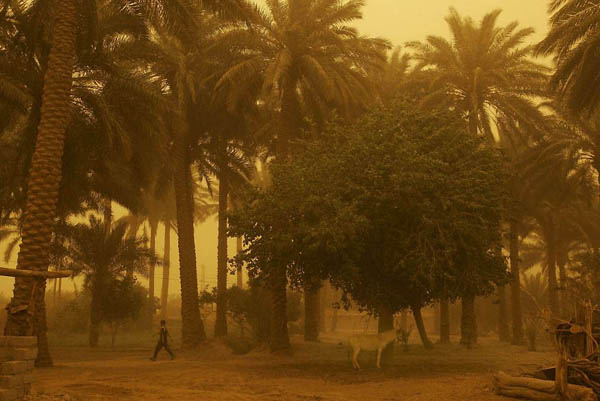 Baghdad, Iraq: A boy walks past a donkey during a standstorm
