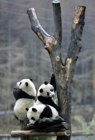 Sichuan province, China: Pandas playin the Conservation and Research Centre for the Giant Panda in Wolong Nature Reserve