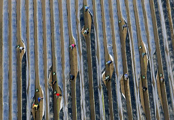 Beelitz, Germany: Seasonal workers harvest asparagus