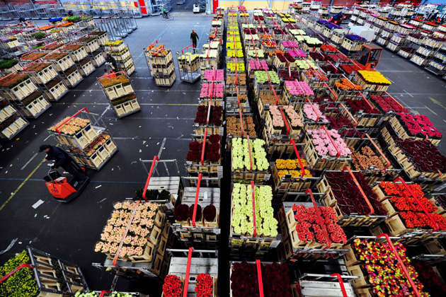 Aalsmeer flower auction