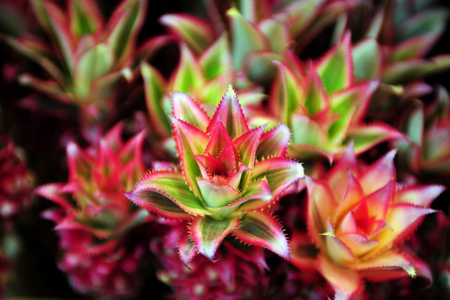 Aalsmeer flower auction