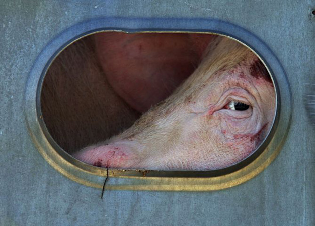 A hog checks out its surroundings  from the back of a transport truck