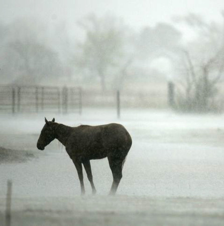 A horse braces itself against high winds and heavy rain in a pasture in Greensburg