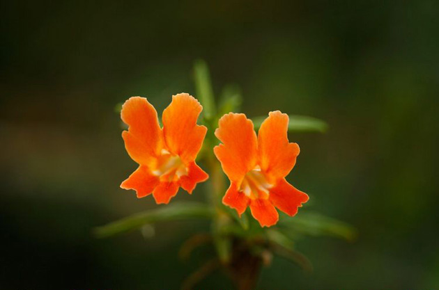 Californian monkey flowers bloom in Laguna Coast Wilderness Park