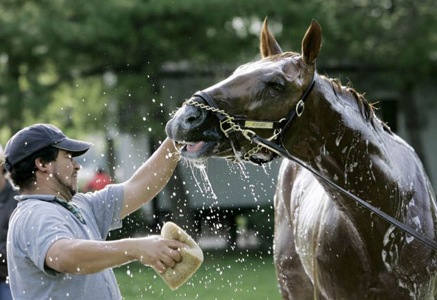Groom Alfonso Fernandez recoils as Kentucky Derby hopeful Adriano sprays him with water during his morning bath at Churchill Downs