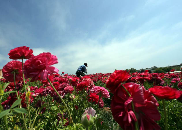 Workers harvest flowers in Carlsbad, North of San Diego, California
