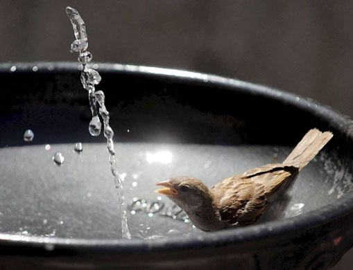 Segovia, Spain: A bird drinks from a public fountain