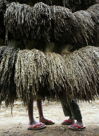 Ciptagelar, Indonesia: Children play near a stockpile of unhusked rice