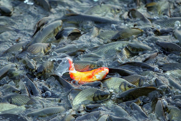Tianjin, China: Fish fight for food dispersed by an automatic feeding machine