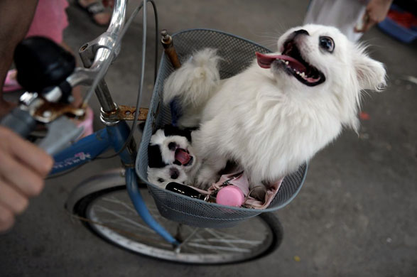 Beijing, China: A dog with its newborn puppy in a bicycle basket