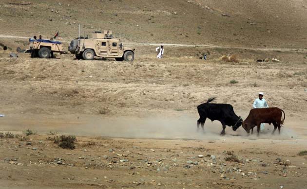 Fighting bullocks in Afghanistan