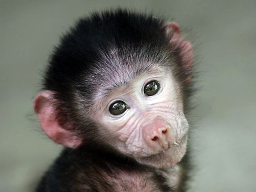 Havana, Cuba: A baby baboon sits in its enclosure at the national zoo