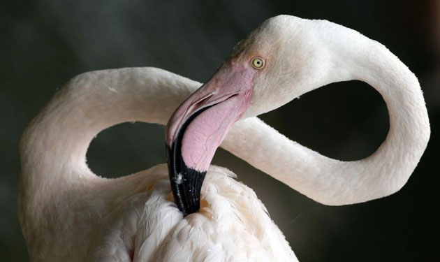 Munich, Germany: A flamingo cleans its coat while standing it its enclosure in Hellabrunn zoo