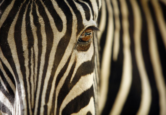 zebra eye