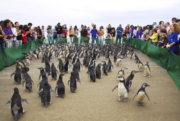 Penguins Brazil