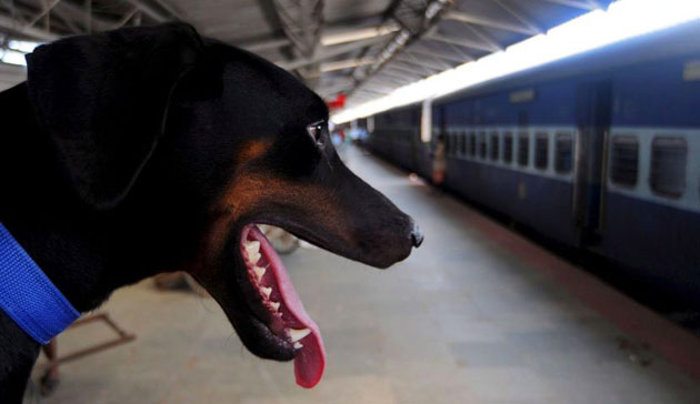 sniffer dog in indian train station 