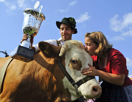 German traditional bull race