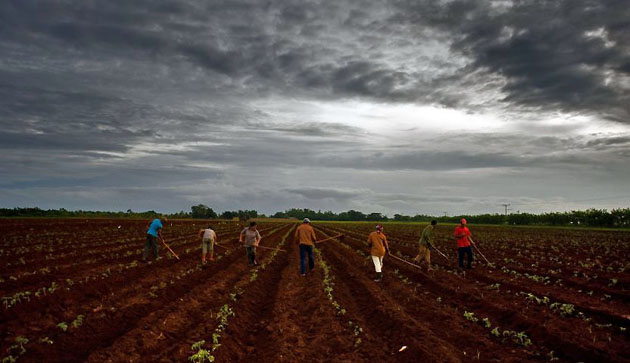 Batabano, Cuba: Peasants work under a thick mantle of stormy clouds