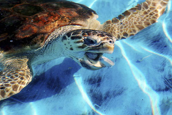 Linosa, Italy: A sea turtle is fed at the Marine Turtle Rescue Centre