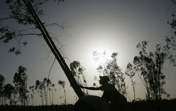 Charcoal production in Morocco