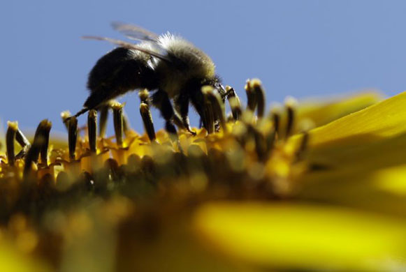 Duncannon, US: A bee gathers pollen from a sunflower