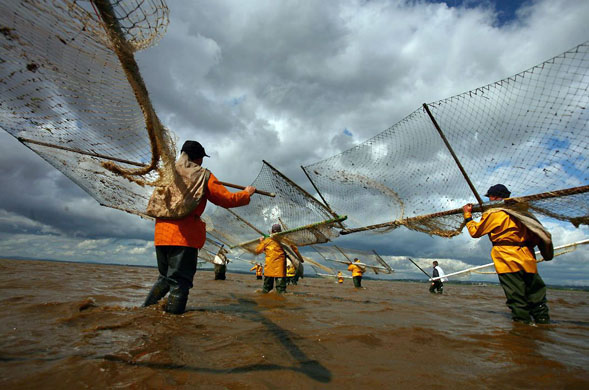 Wigton, UK: Haaf netters fish on the mudflats of Port Carlisle in the Solway estuary
