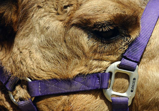 Hughenden, Australia: A camel during the Sheikh Zayed International Camel Endurance Race