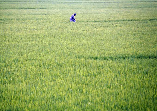 Singur, India: A woman works in a paddy field