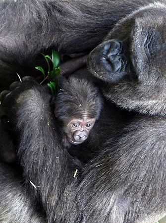 Sydney, Australia: A western lowland gorilla cradles her ten-day-old baby during his first public appearance at Taronga zoo