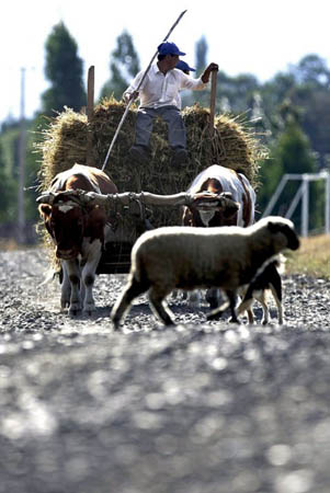 Santa Maria de Llaima, Chile: Men transport wheat