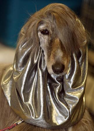 Westminster Kennel Club Dog Show