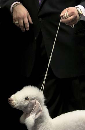 Westminster Kennel Club Dog Show