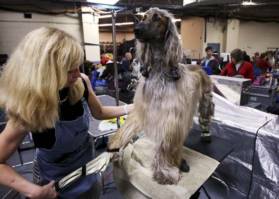 Westminster Kennel Club Dog Show