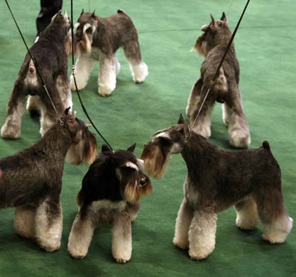 Westminster Kennel Club Dog Show