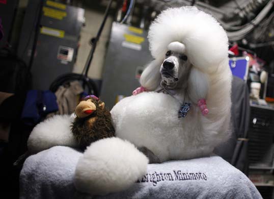 Westminster Kennel Club Dog Show